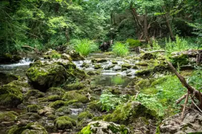 enchanted-stream