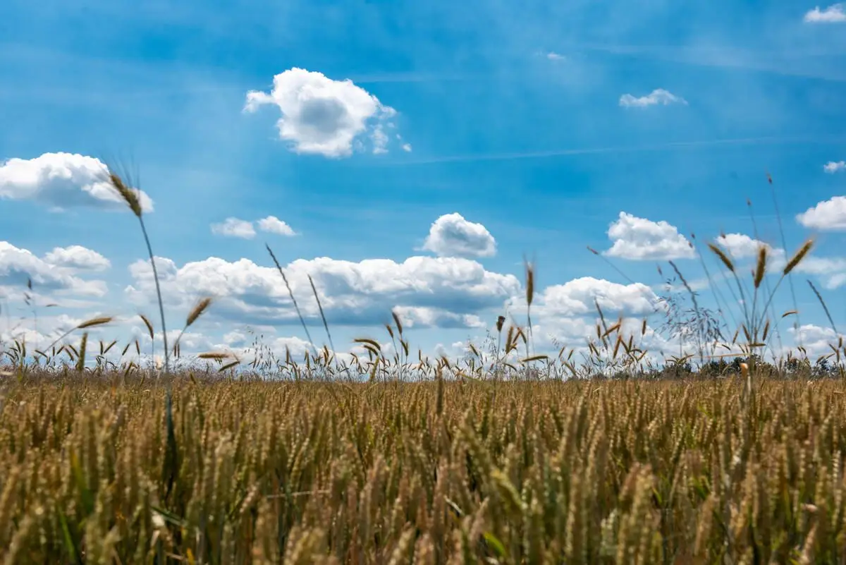 under-an-endless-sky