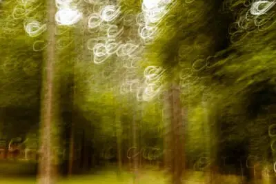 whispers-of-the-forest