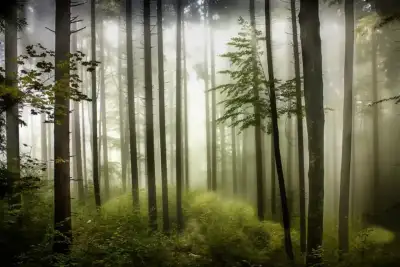 fog