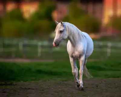 hippodrom-03