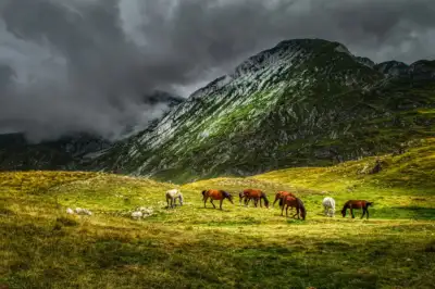 horses